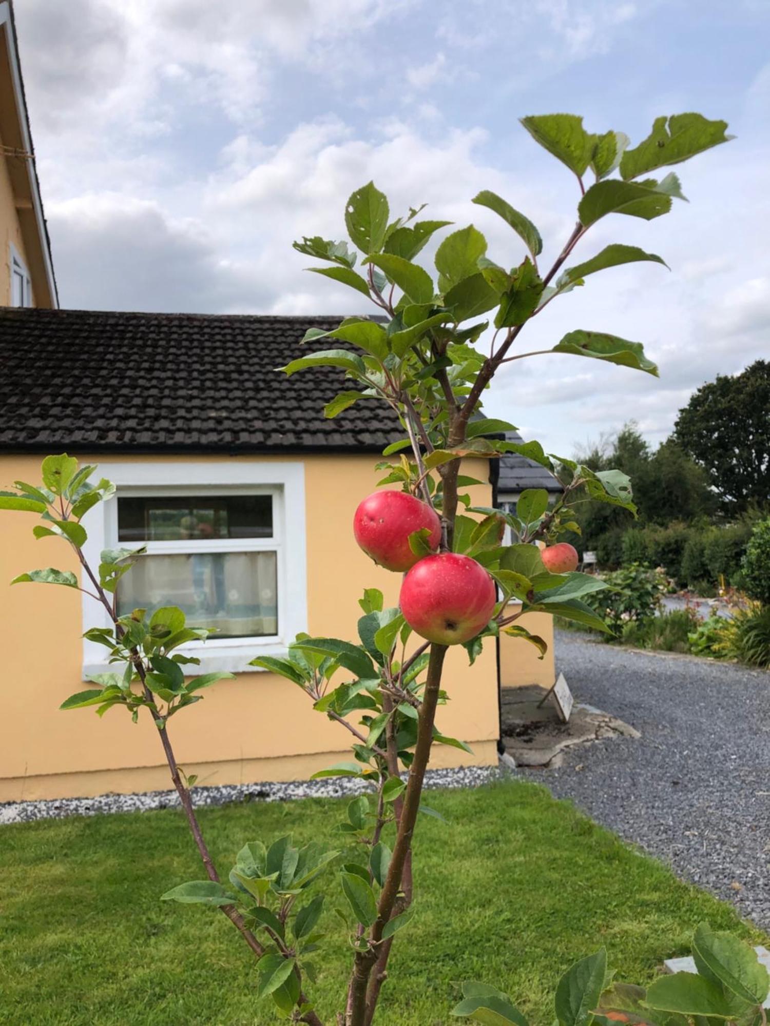 B&B & Cottage Rental In Bunclody - Mon Petit Cottage Exterior photo